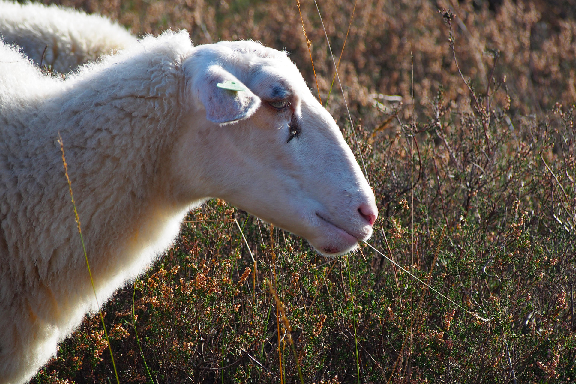 Mookerheide | foto © Henk Beenen