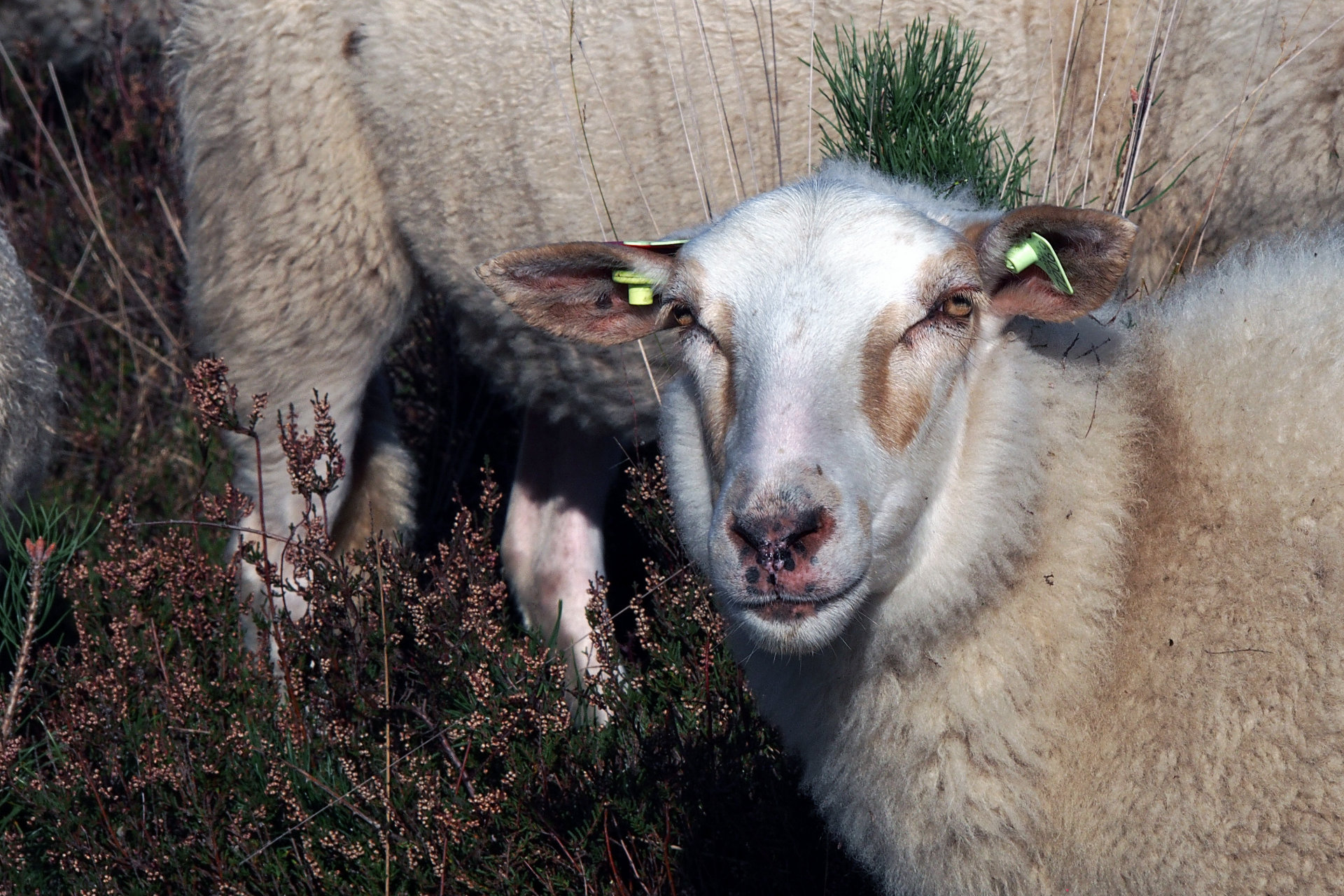 Mookerheide | foto © Henk Beenen