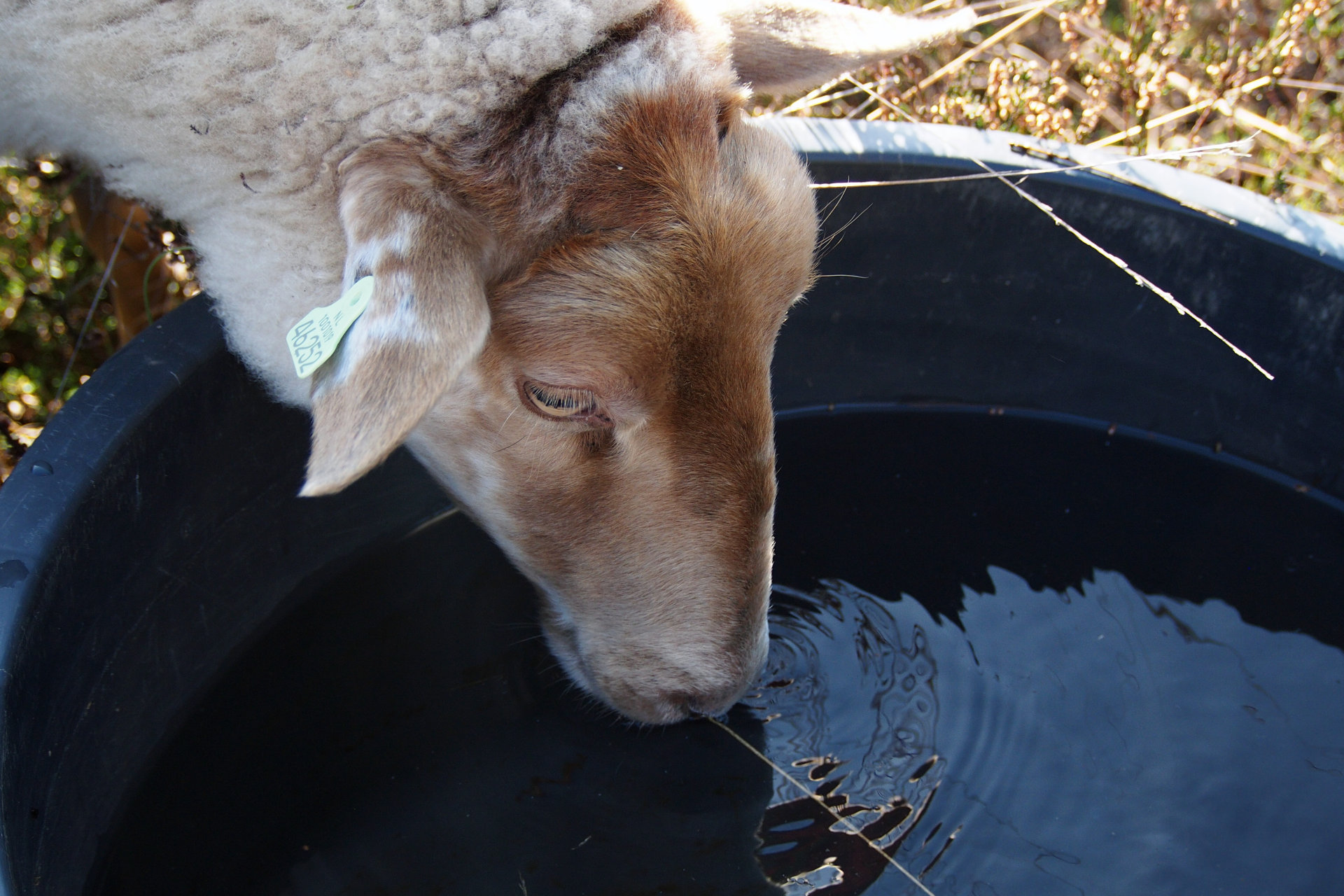 Mookerheide | foto © Henk Beenen