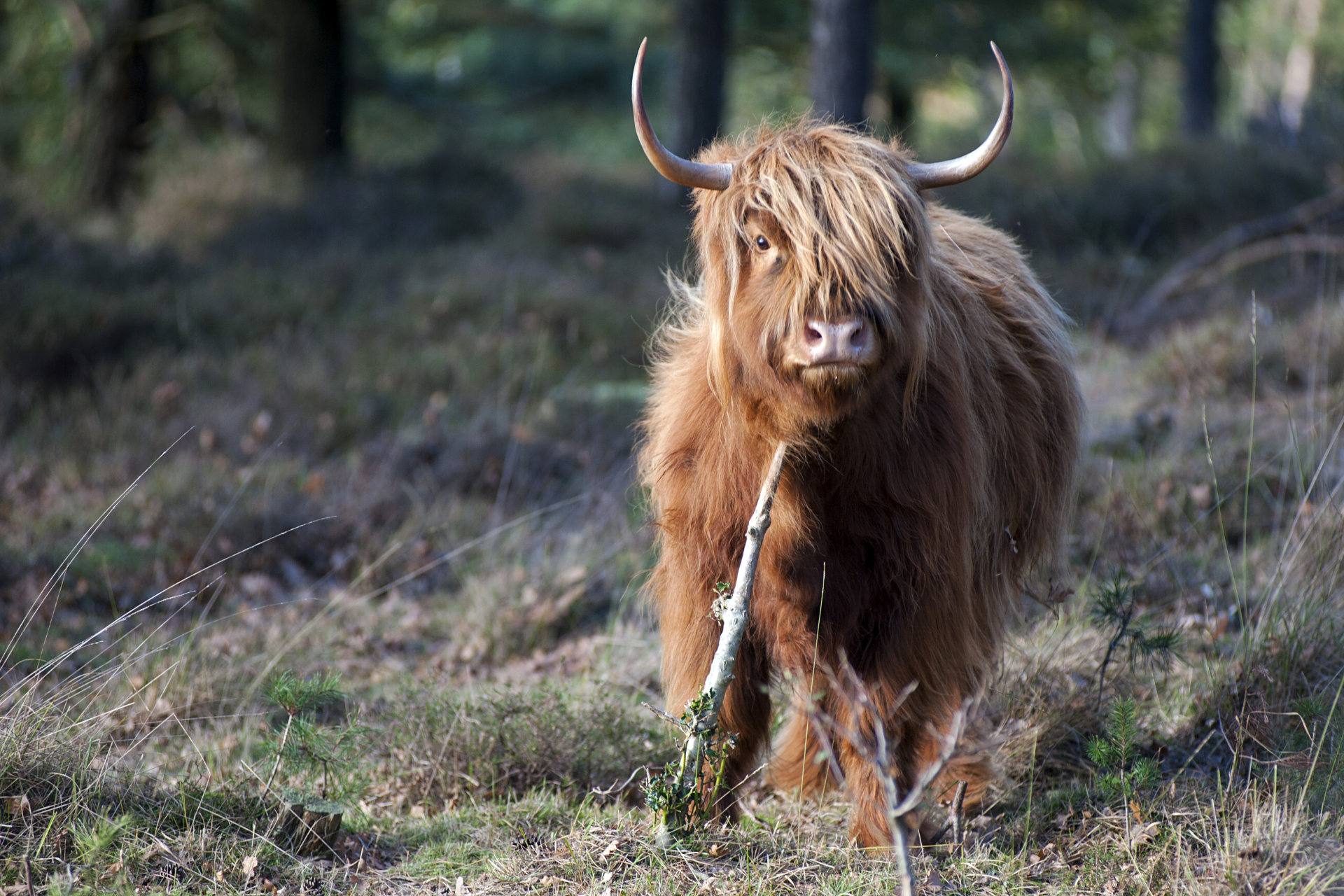 Mookerheide | foto © Henk Beenen