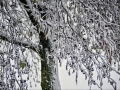 Sneeuw in Nijmegen