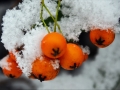 Sneeuw in Nijmegen