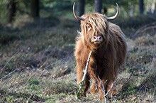 Natuurgebied Mookerheide